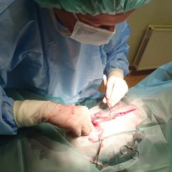 dyrlaege heidrun moeller opererer en hund