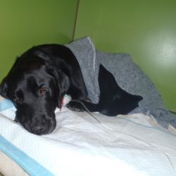 hund efter operation