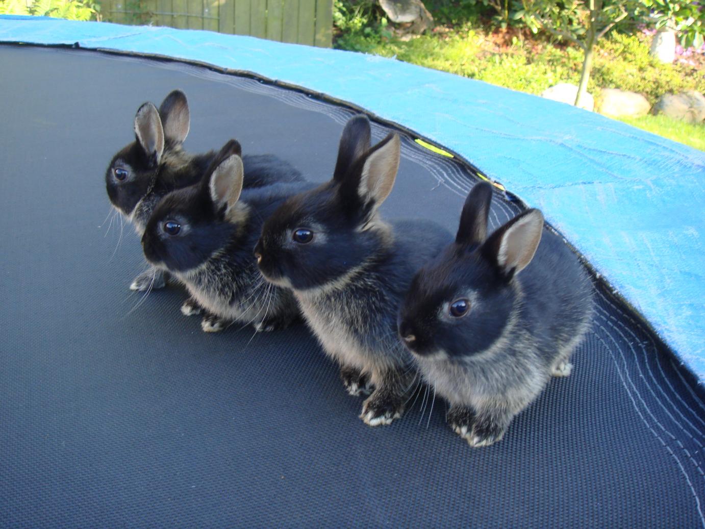 Vaccination af kaniner