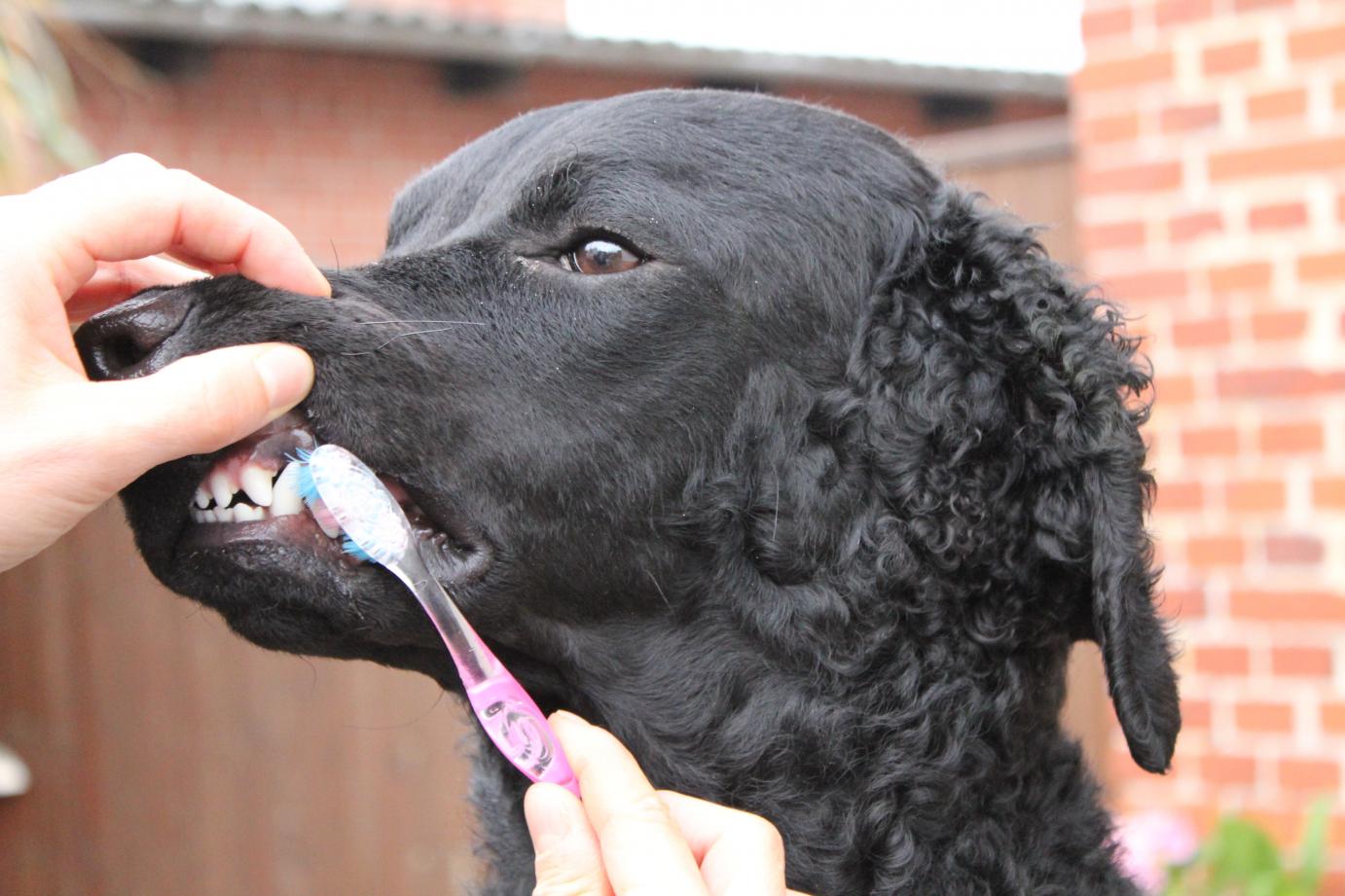 Husk børste tænder