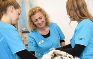 For dig og dit kæledyr