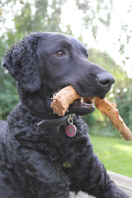 Hunde skal bære halsbånd og navneskilt